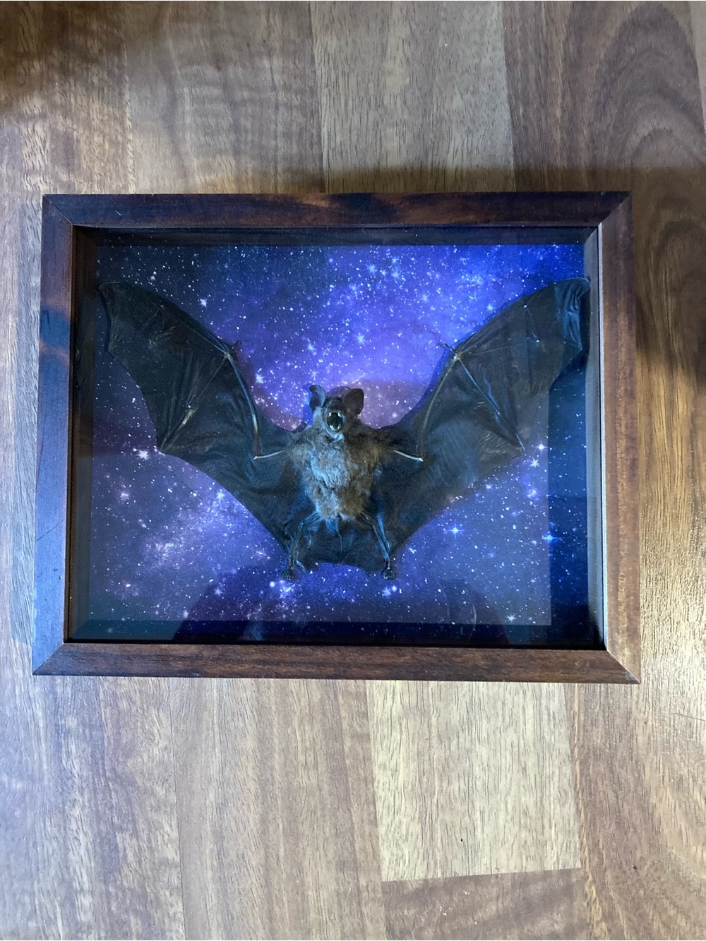 Framed Decorative Intermediate roundleaf Bat Shadowbox